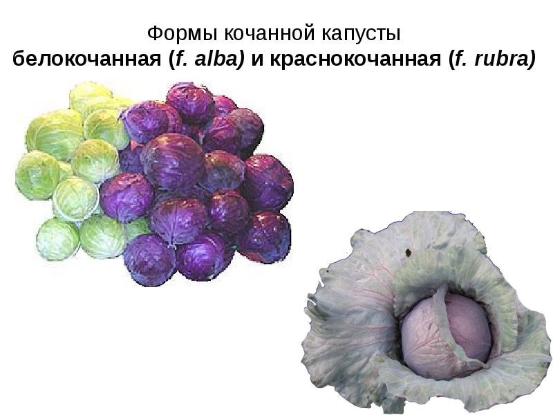 Презентация технология выращивания капусты