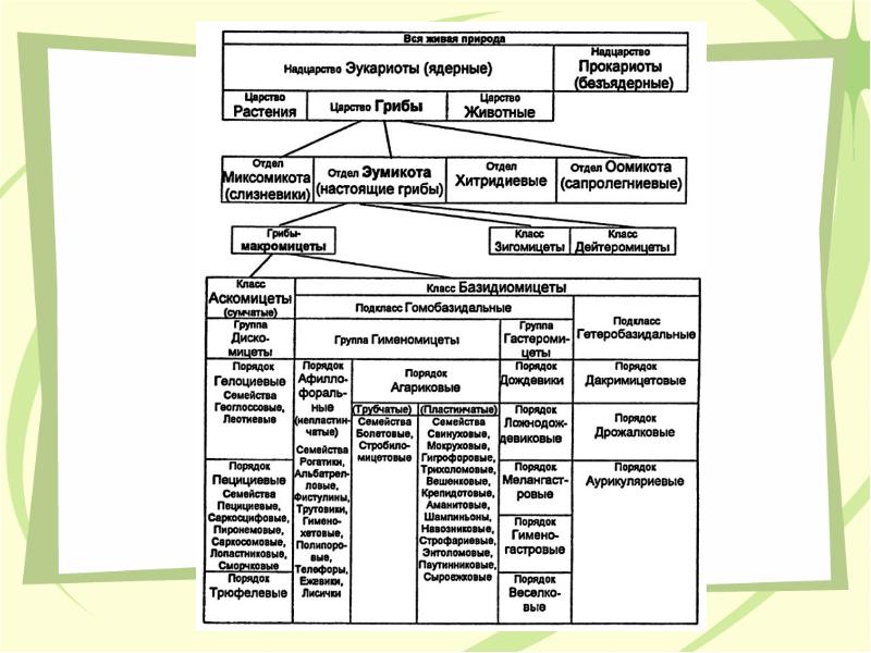 Таблица по биологии царство животных. Систематика грибы схема. Царство грибы классификация схема.