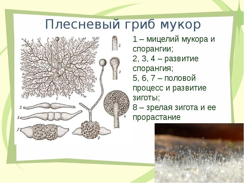 Рисунок плесневый гриб мукор