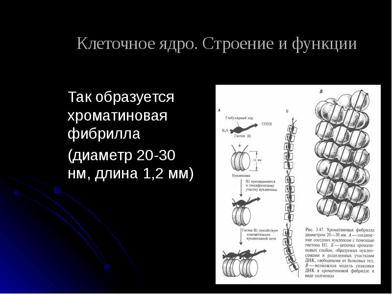 фибриллы это