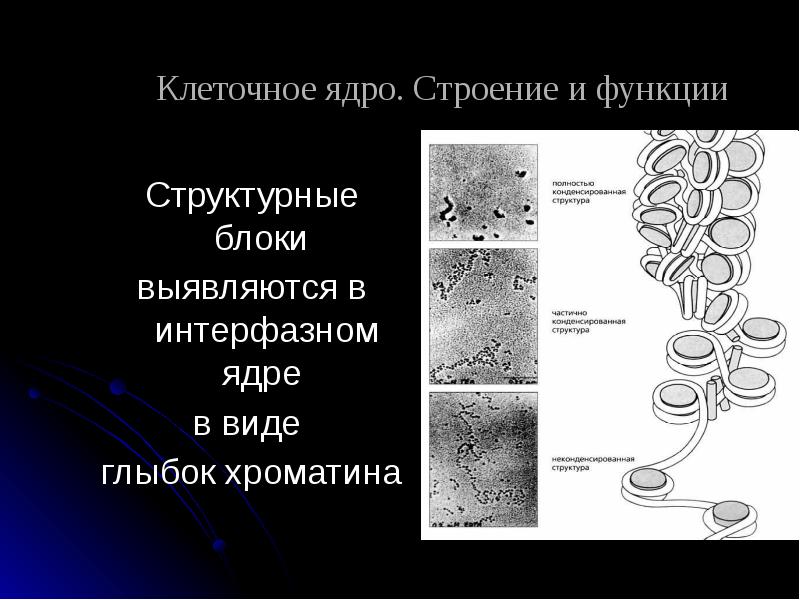 Структурный хроматин. Структурно-функциональная организация хроматина. Маргинация хроматина. Грубые глыбки хроматина. Строение хроматина и ее функции.