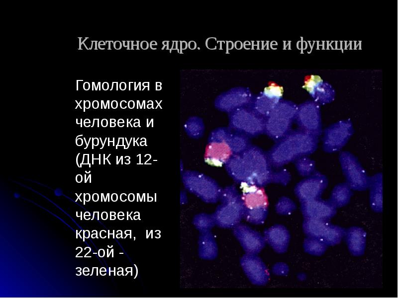 Как называются клетки в которых нет ядра