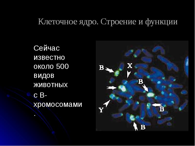 Хромосомы у животных. Функции ядрышка в клетке.