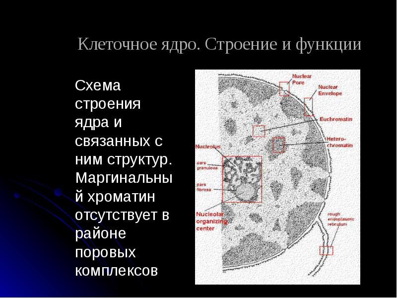 Содержит хроматин. Хроматин в ядре. Строение ядра. Хроматин строение. Ядро клетки.