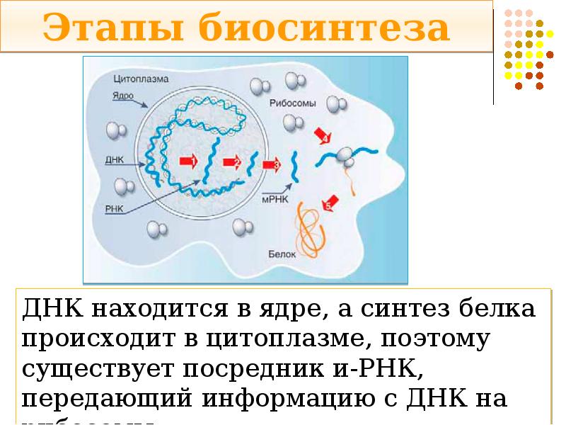 Участвует в синтезе белка