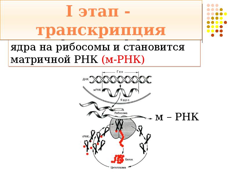 Транскрипция синтез белка