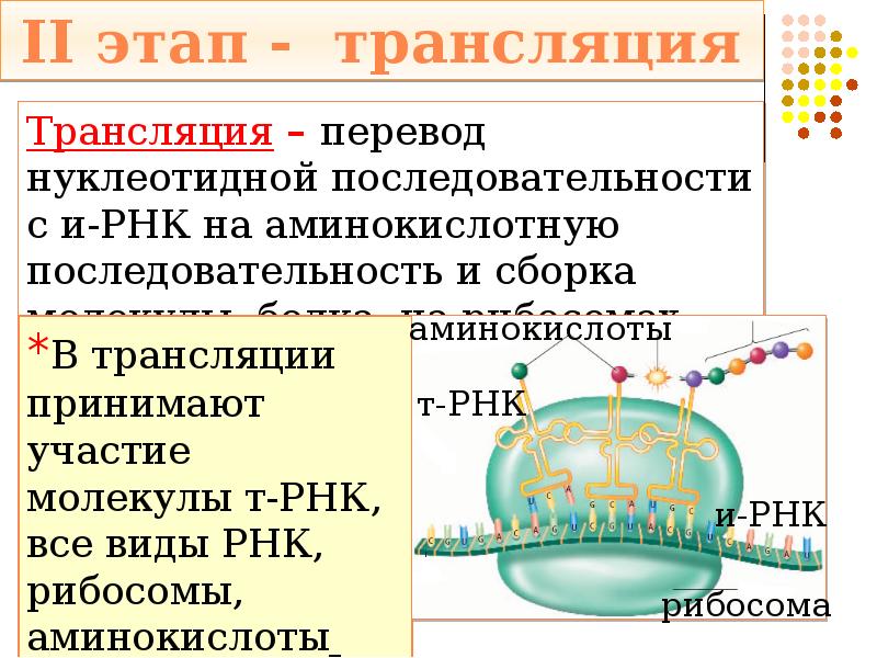 Синтез белка в клетке презентация