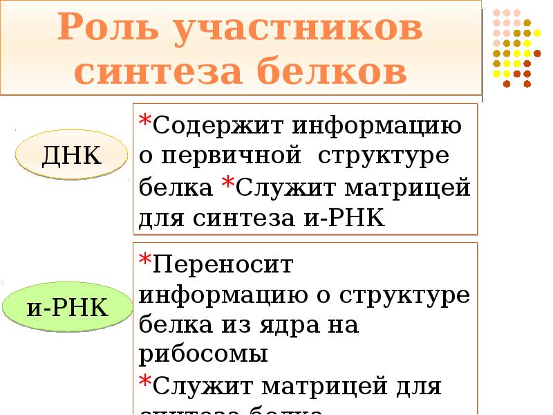 Содержит информацию о первичной структуре белка. Рибонуклеиновая кислота в цитоплазме и ядрышке. Информация о первичной структуре белка. Первичная структура белка закодирована в молекуле. Строение одной молекулы белка закодировано в одной -ом.