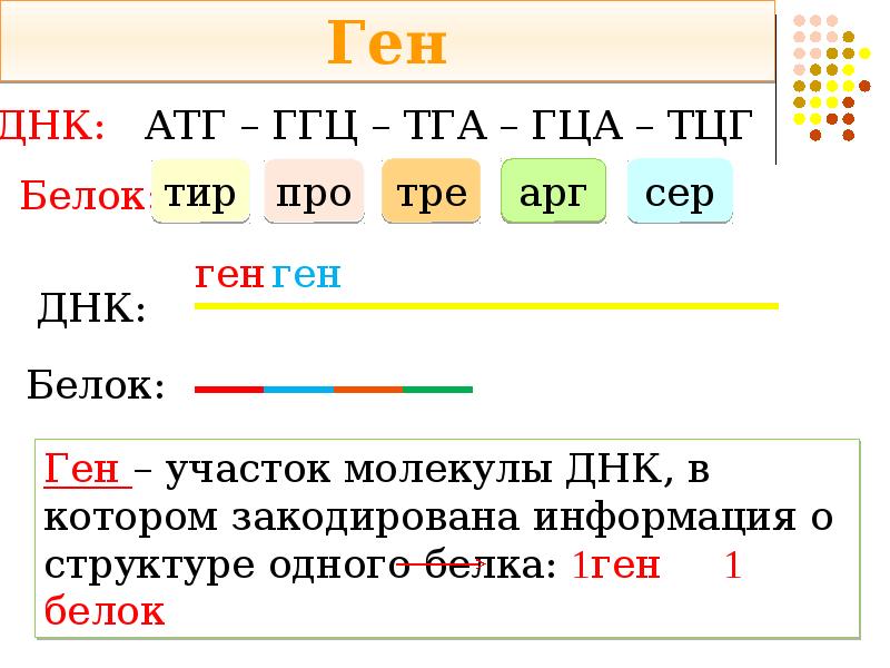 Участок гена 6 букв. Участок гена 6 букв