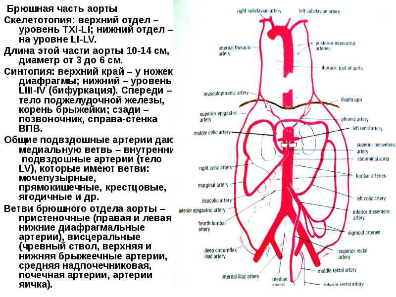 Схема ветвей чревного ствола