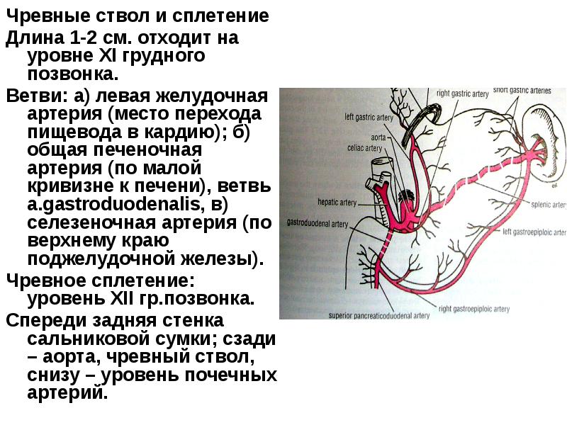 Желудочная артерия является ветвью