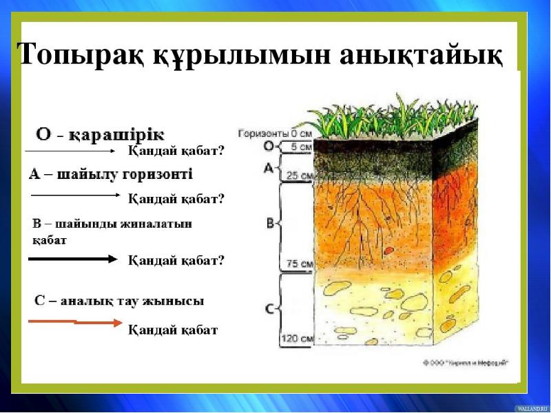 Топырақтың түрлері презентация