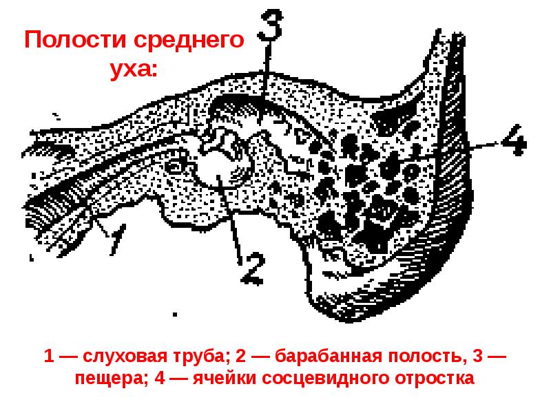 Стенки антрума