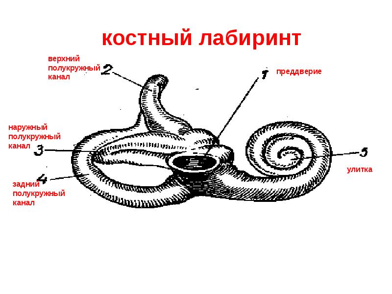 Рассмотрите на 2 форзаце рисунок органа слуха