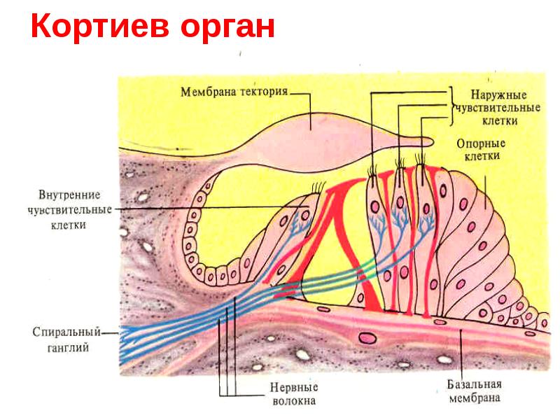 Схема строения спирального органа