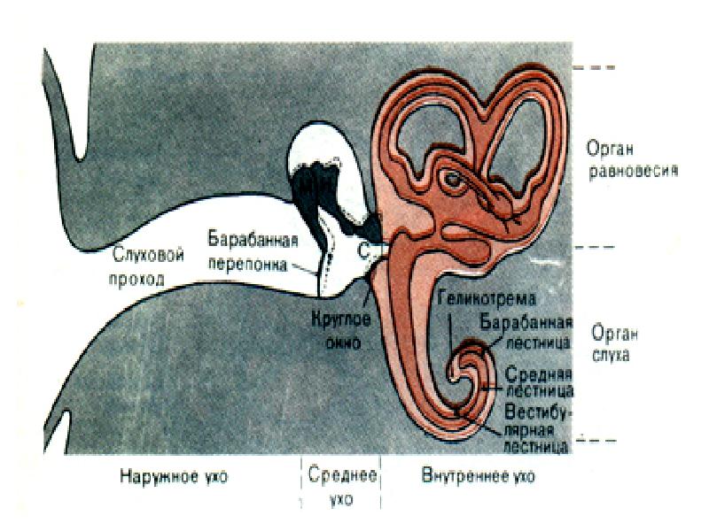 Гистофизиология органа слуха презентация. 7. Анатомия и физиология органа слуха.. Гистофизиология органа равновесия.