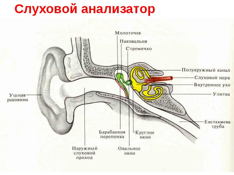 Схема строения органов равновесия и слуха животного