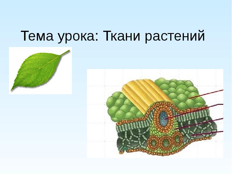 Биология 6 класс ткани растений презентация 6 класс