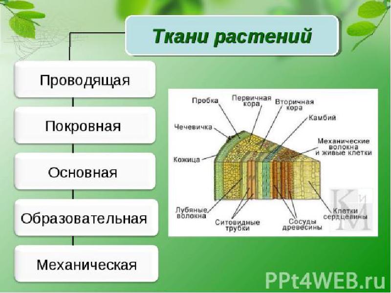 Биология ткани презентация