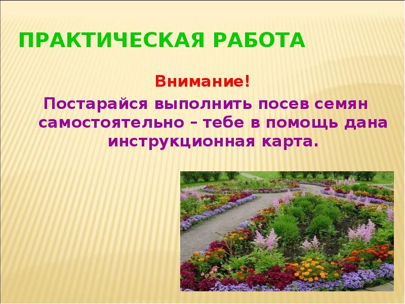 Презентация однолетние цветочные растения