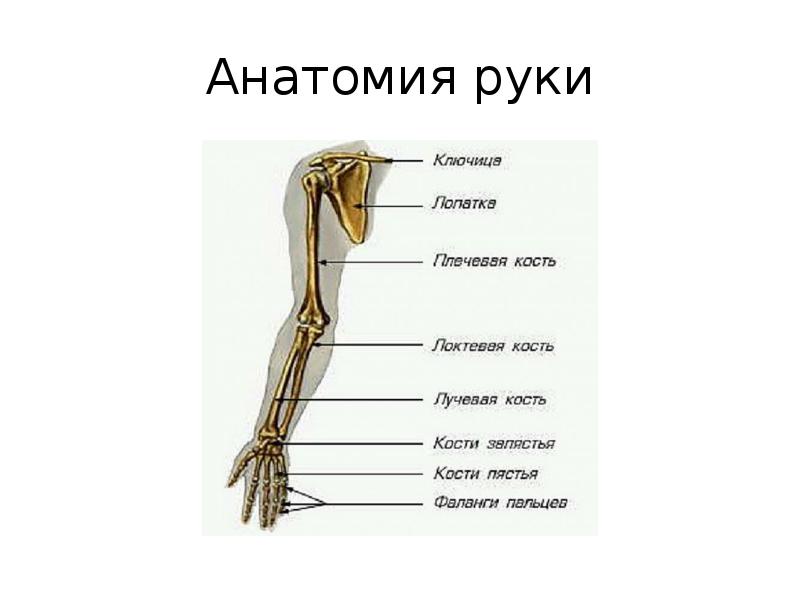 Схема строения руки