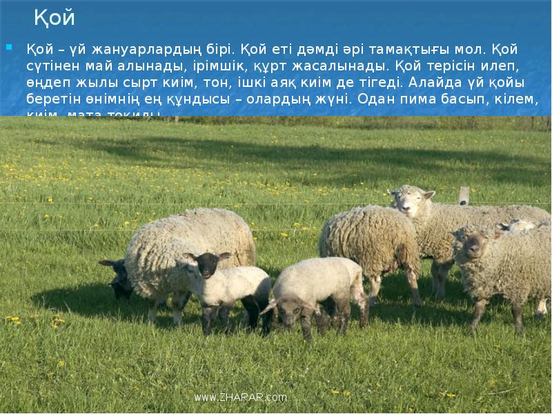 Қой
Қой – үй жануарлардың бірі. Қой еті дәмді әрі тамақтығы Қой
Қой – үй жануарлардың бірі. Қой еті дәмді әрі тамақтығы