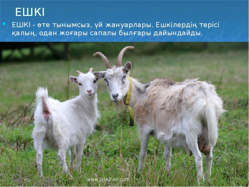 ЕШКІ
ЕШКІ - өте тынымсыз, үй жануарлары. Ешкілердің терісі қалың, одан ЕШКІ
ЕШКІ - өте тынымсыз, үй жануарлары. Ешкілердің терісі қалың, одан