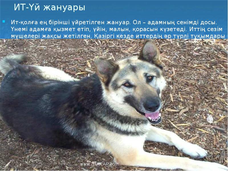 ИТ-Үй жануары
Ит-қолға ең бірінші үйретілген жануар. Ол – адамның сенімді ИТ-Үй жануары
Ит-қолға ең бірінші үйретілген жануар. Ол – адамның сенімді