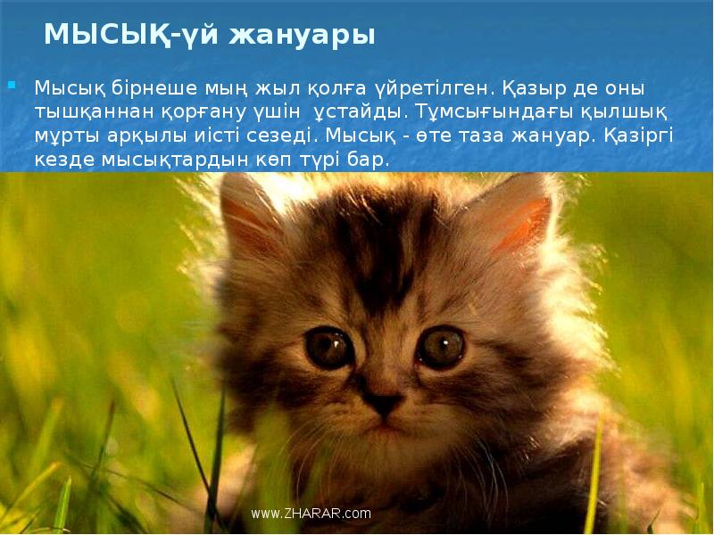 МЫСЫҚ-үй жануары
Мысық бірнеше мың жыл қолға үйретілген. Қазыр де оны МЫСЫҚ-үй жануары
Мысық бірнеше мың жыл қолға үйретілген. Қазыр де оны