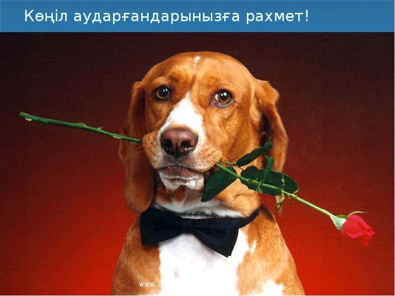 Көңіл аударғандарынызға рахмет!