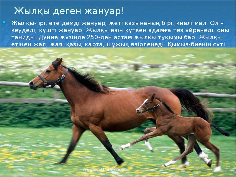 Жылқы деген жануар!
Жылқы- ірі, өте дәмді жануар, жеті қазынаның бірі, Жылқы деген жануар!
Жылқы- ірі, өте дәмді жануар, жеті қазынаның бірі,