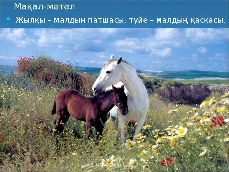 Мақал-мәтел
Жылқы – малдың патшасы, түйе – малдың қасқасы. Мақал-мәтел
Жылқы – малдың патшасы, түйе – малдың қасқасы.