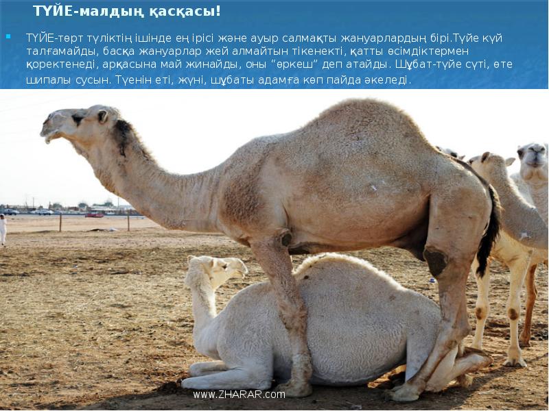 ТҮЙЕ-малдың қасқасы!
ТҮЙЕ-төрт түліктің ішінде ең ірісі және ауыр салмақты жануарлардың ТҮЙЕ-малдың қасқасы!
ТҮЙЕ-төрт түліктің ішінде ең ірісі және ауыр салмақты жануарлардың