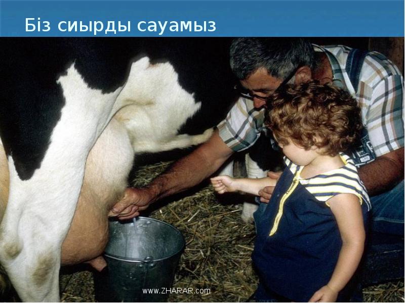 Біз сиырды сауамыз Біз сиырды сауамыз