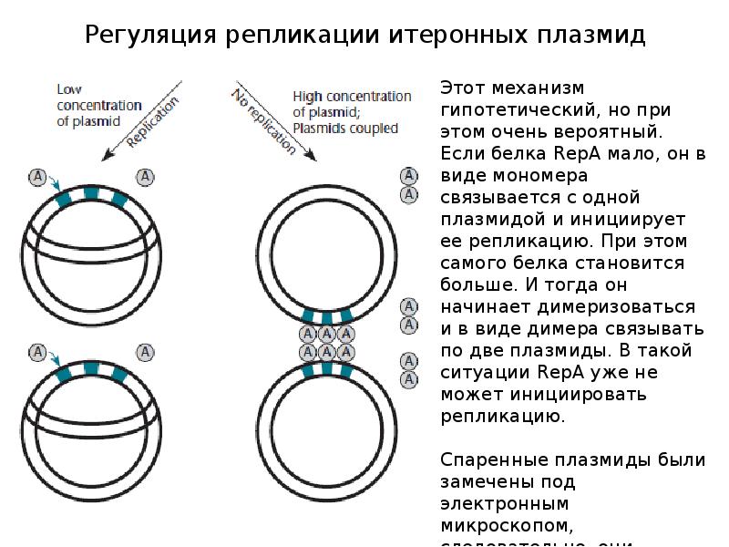 Регуляция репликации итеронных плазмид