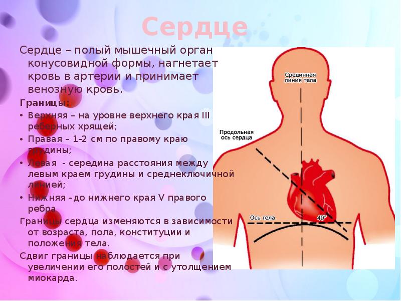 Полый это что. Сердце полый мышечный орган. Методы определения границ сердца физиология.