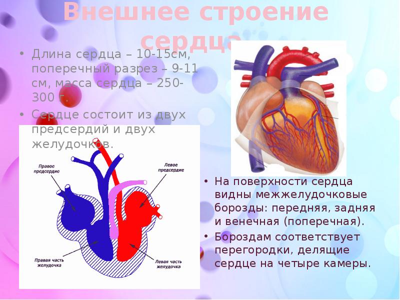 2 строение сердца