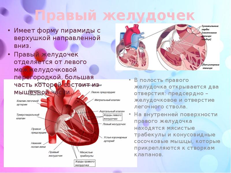 Правый желудочек имеет. Двухкамерный правый желудочек. Строение и форма сердца презентация. Межжелудочковый порок сердца. Расширения сердца правой