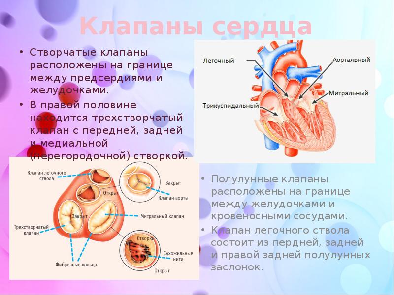 Створчатые клапаны сердца