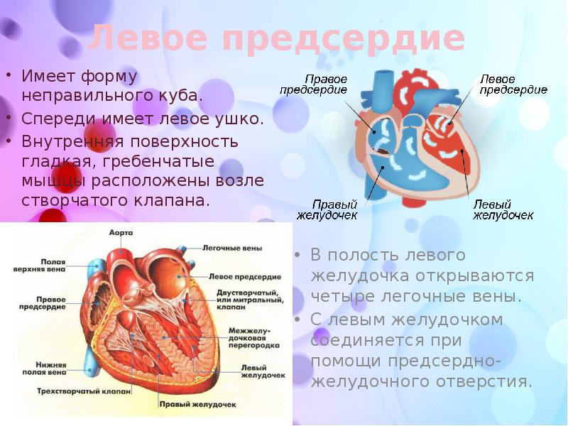 Строение и работа сердца круги