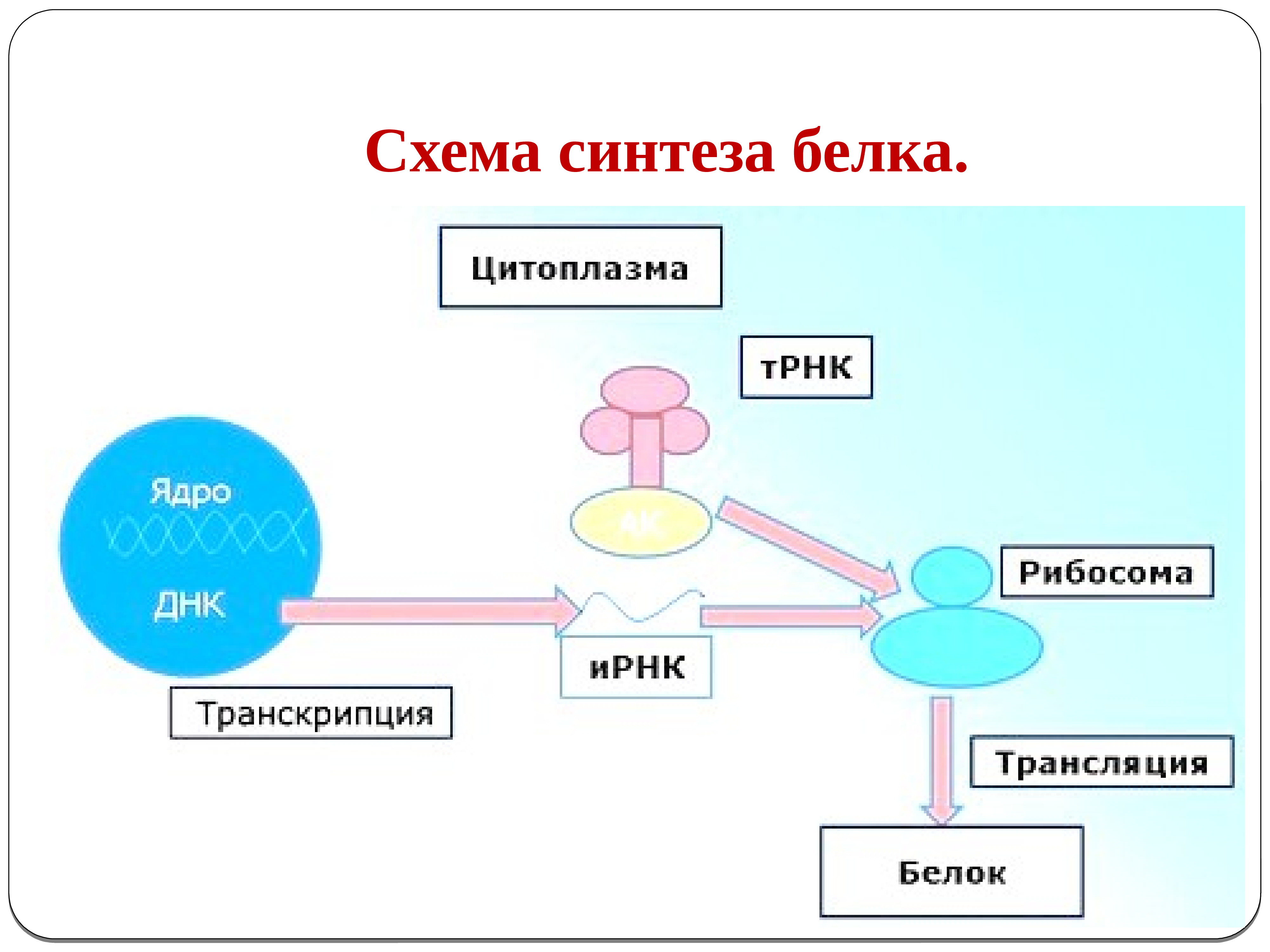 Энергия синтеза белка. Схема процесса синтеза белка в клетке. Процесс синтеза белка схема. Синтез белка Ментальная карта. Ментальная карта биосинтеза белка.