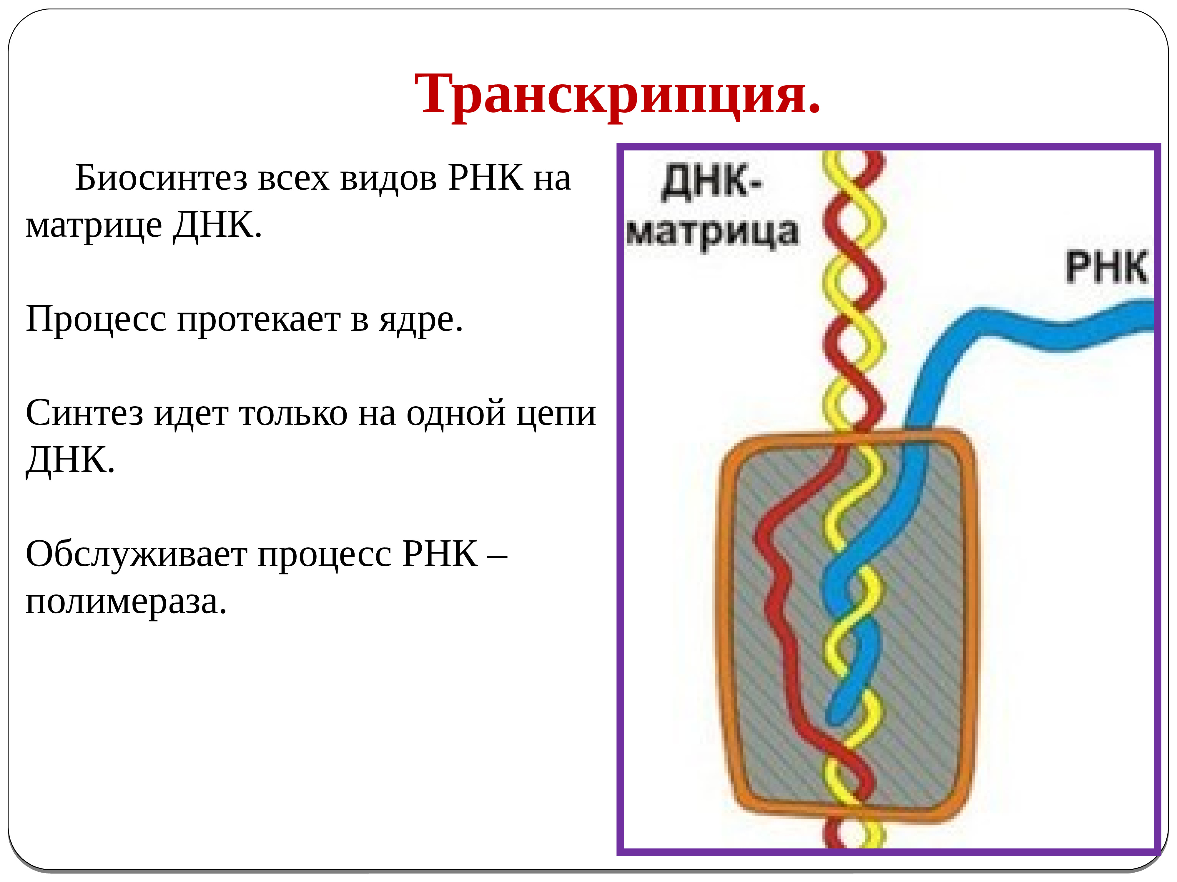 Рнк синтезируется на матрице днк. Процесс синтеза ИРНК на матрице ДНК. Транскрипция Синтез РНК ДНК. Транскрипция Синтез РНК. Транскрипция всех видов РНК.