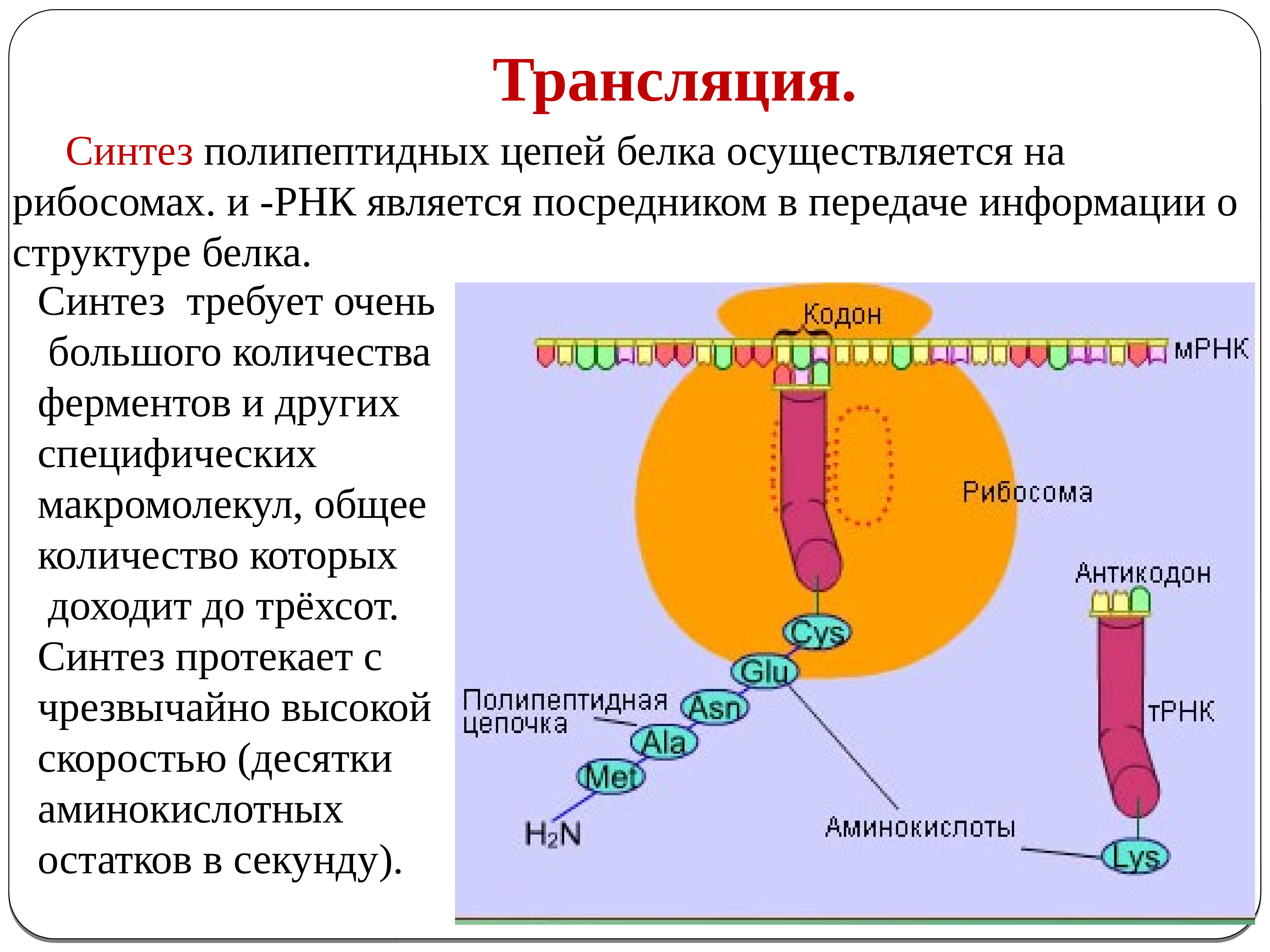 Процессы синтеза в живых клетках презентация 11 класс пономарева