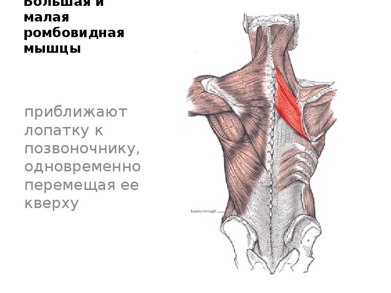 Мышца поднимающая лопатку анатомия с рисунками