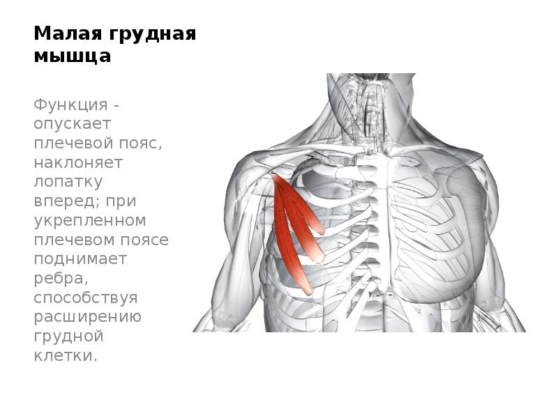 Малая грудная мышца функции. Мышцы пришельцы груди. Найти на торсах мышцы–пришельцы спины и груди. Как называется движение лопатки вперед зубчатой мышцей.