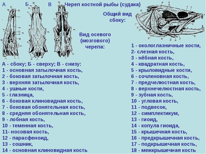 Схема скелета головы костной рыбы