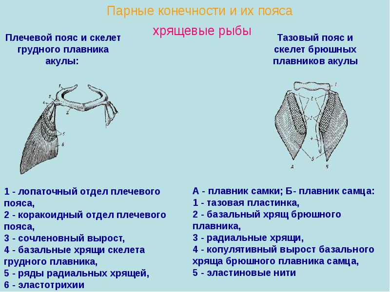 Конечности рыб. Скелет рыб пояс передних конечностей. Скелет хрящевых рыб. Пояс грудных плавников хрящевых рыб. Строение передних конечностей рыбы.