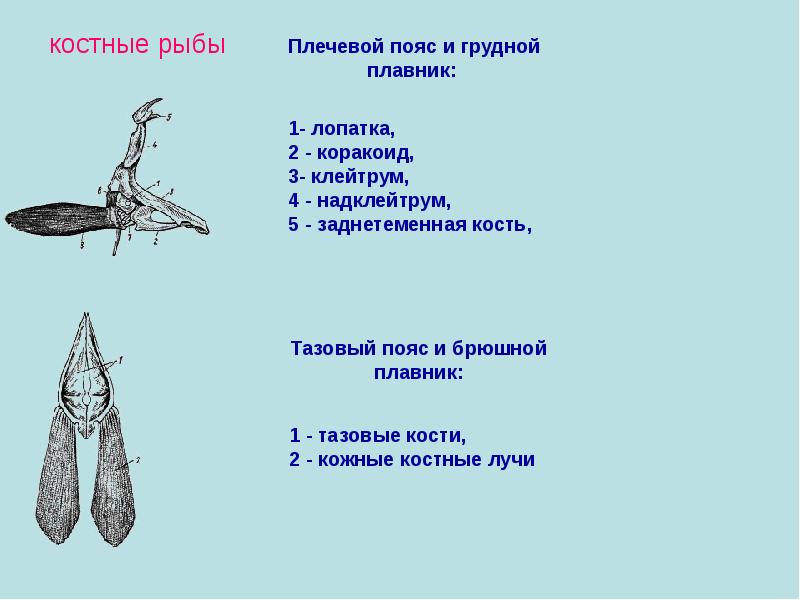 Плавники костных рыб. Схема строения поясов конечностей костистой рыбы. Плечевой пояс костистой рыбы. Брюшной плавник рыбы строение. Строение поясов конечностей костистой рыбы.