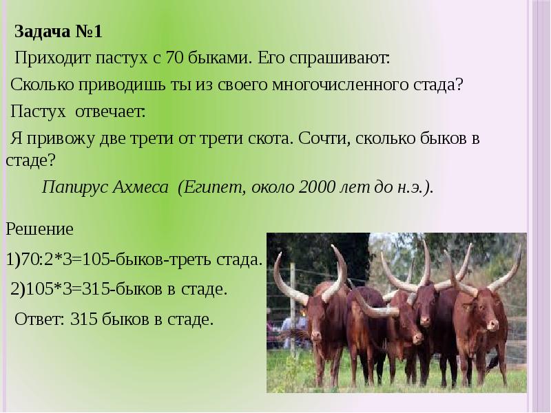 Сколько быков было белого цвета. Приходит пастух с 70 быками его. Приходит пастух с 70. Приходит пастух с 70 быками его спрашивают сколько приводишь ты. Сколько Быков в стаде.