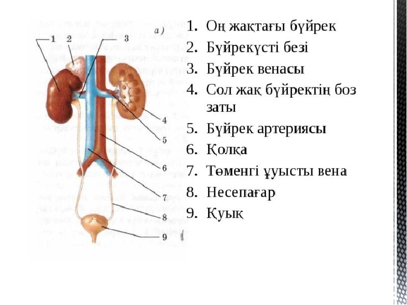 Балалардың зәр шығару жүйесі презентация